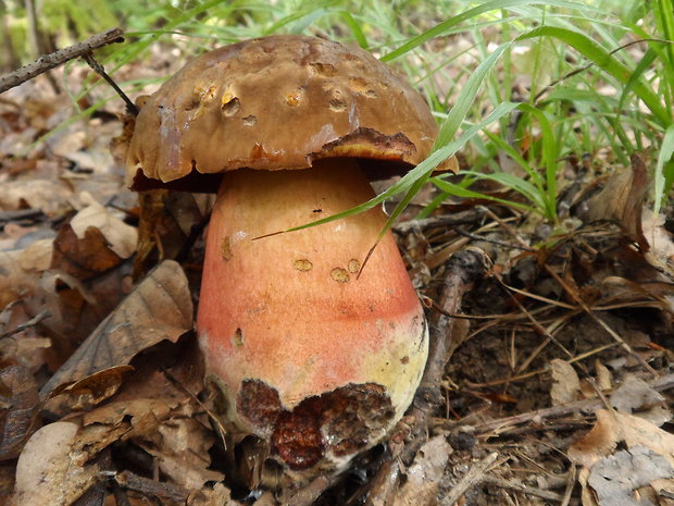 hríb zrnitohlúbikový Sutorius luridiformis (Rostk.) G. Wu & Zhu L. Yang