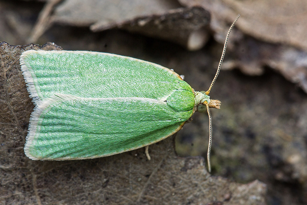 obaľovač zelený  Tortrix viridana