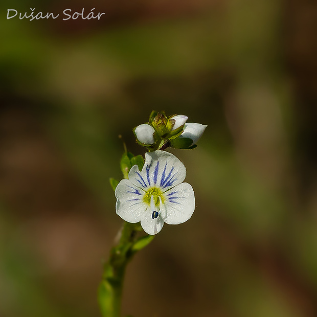 veronika dúškolistá Veronica serpyllifolia L.