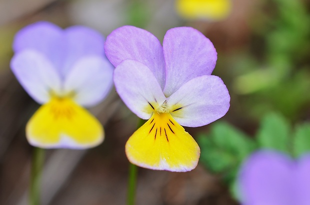 fialka trojfarebná Viola tricolor L. emend. F. W. Schmidt