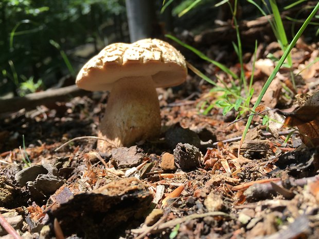 hríb dubový Boletus reticulatus Schaeff.