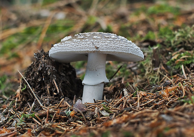 muchotrávka hrubá Amanita excelsa (Fr.) Bertill.