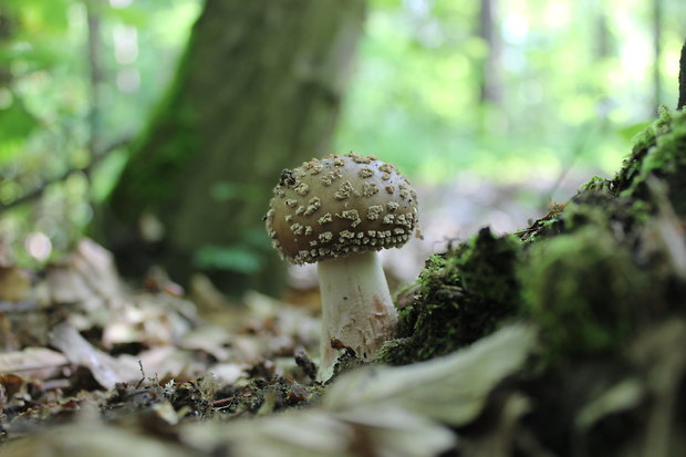 muchotrávka tigrovaná Amanita pantherina (DC.) Krombh.