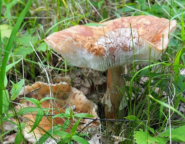 muchotrávka červenkastá Amanita rubescens Pers.