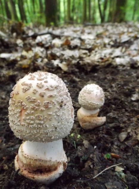 muchotrávka červenkastá Amanita rubescens Pers.