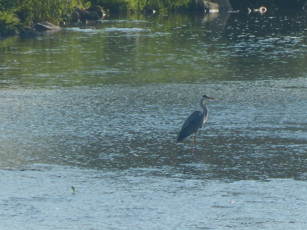 volavka popolavá Ardea cinerea