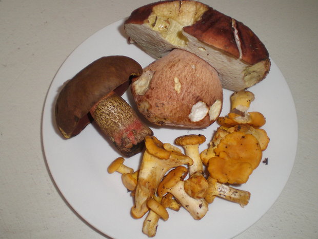 hríb sosnový Boletus pinophilus Pil. et Dermek in Pil.