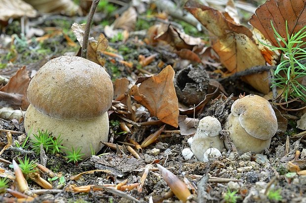 hríb dubový Boletus reticulatus Schaeff.