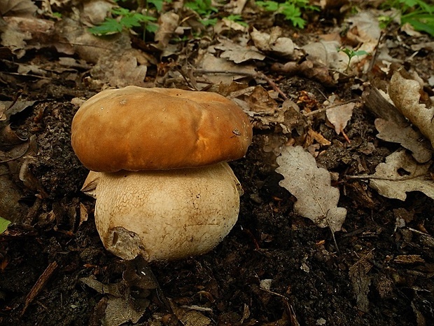 hríb dubový Boletus reticulatus Schaeff.