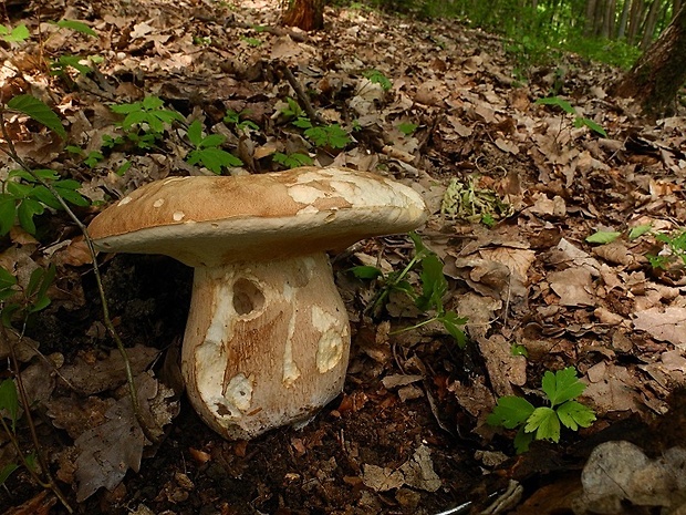 hríb dubový Boletus reticulatus Schaeff.