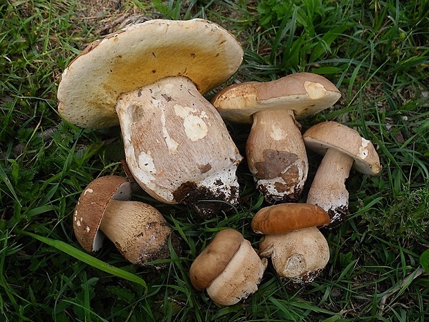 hríb dubový Boletus reticulatus Schaeff.