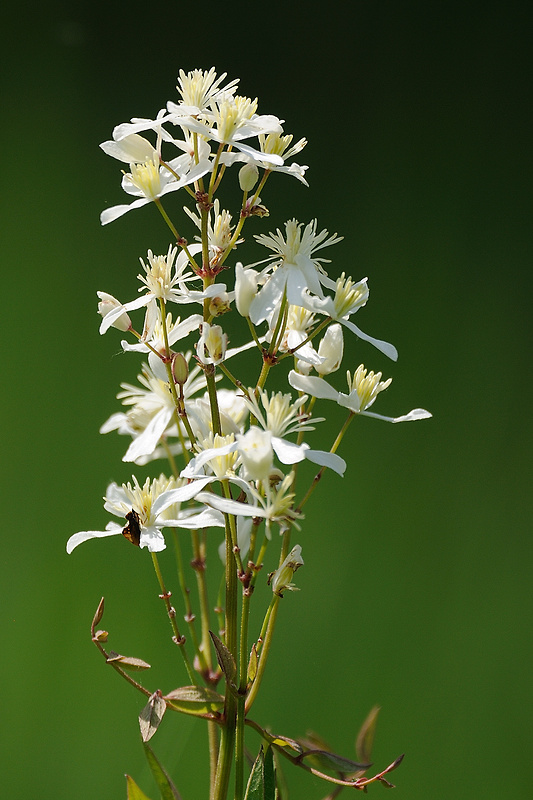 plamienok priamy Clematis recta L.