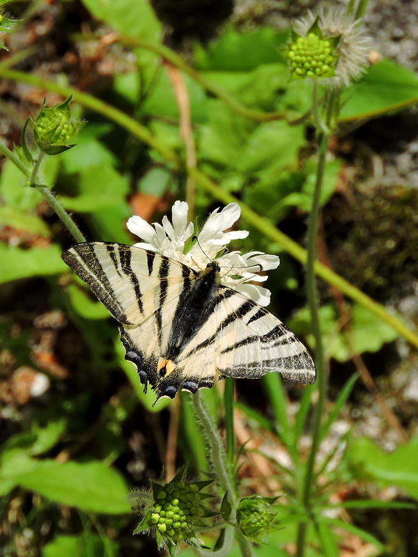 vidlochvost ovocný  Iphiclides podalirius