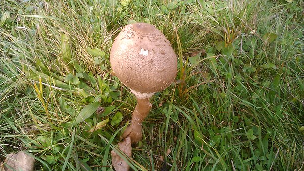 bedľa vysoká Macrolepiota procera (Scop.) Singer