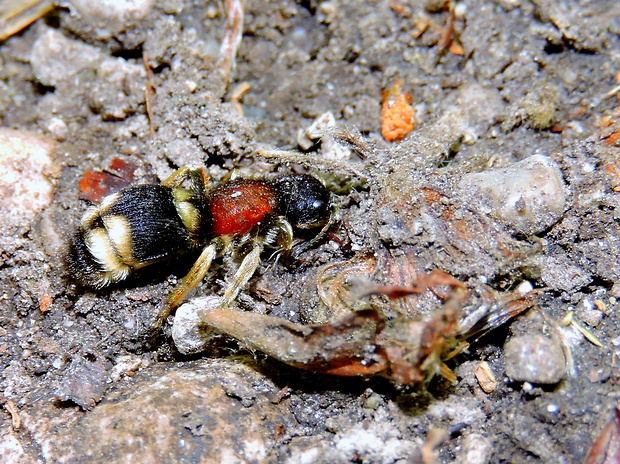 pamravec  Mutilla marginata