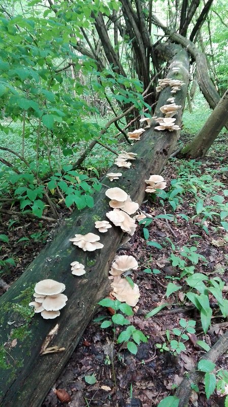 hliva buková Pleurotus pulmonarius (Fr.) Quél.