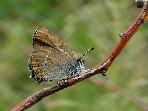 ostrôžkár malý  Satyrium acaciae Fabricius, 1787