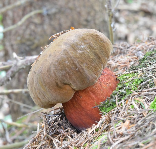 hríb zrnitohlúbikový Sutorius luridiformis (Rostk.) G. Wu & Zhu L. Yang