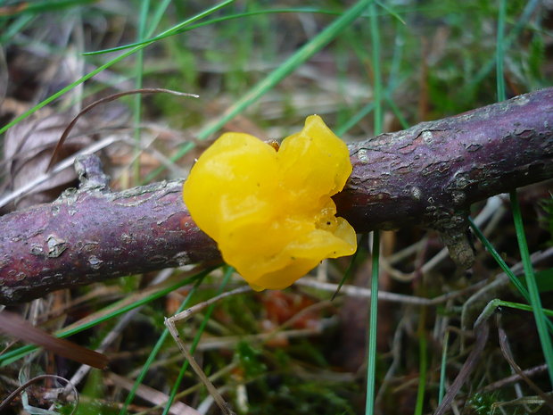 rôsolovka zlatožltá Tremella mesenterica Retz.