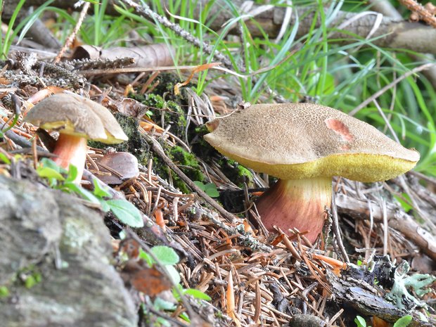 suchohríb žltomäsový Xerocomellus chrysenteron (Bull.) Šutara