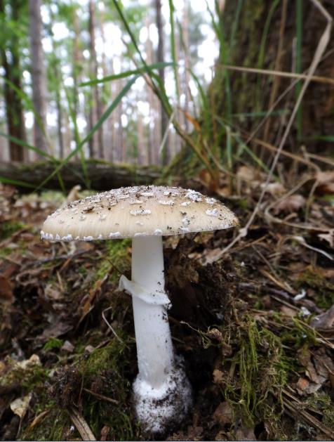 muchotrávka tigrovaná Amanita pantherina (DC.) Krombh.