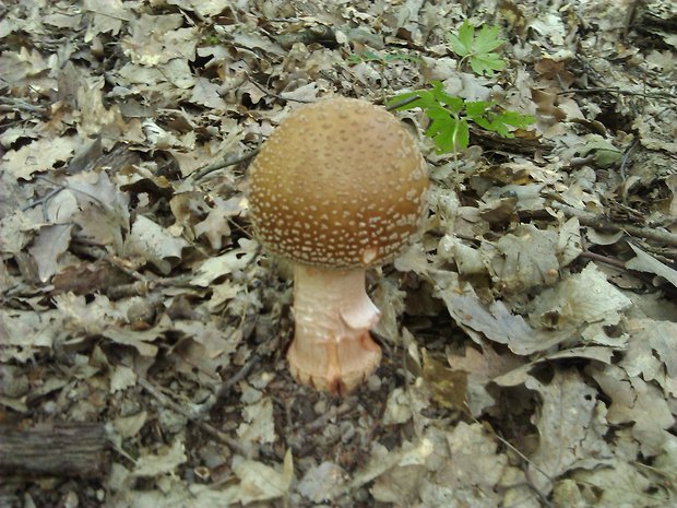 muchotrávka červenkastá Amanita rubescens Pers.