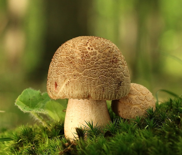 muchotrávka červenkastá Amanita rubescens Pers.