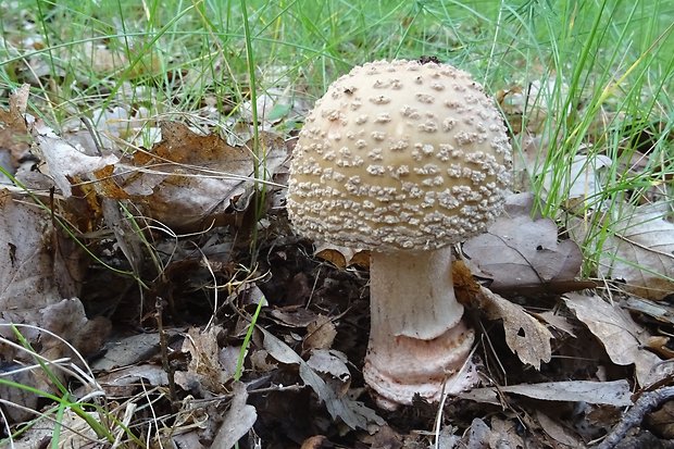 muchotrávka červenkastá Amanita rubescens Pers.