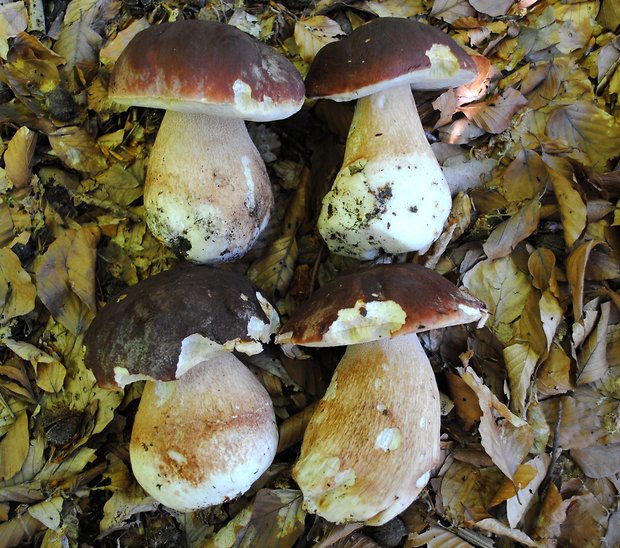 hríb sosnový Boletus pinophilus Pil. et Dermek in Pil.