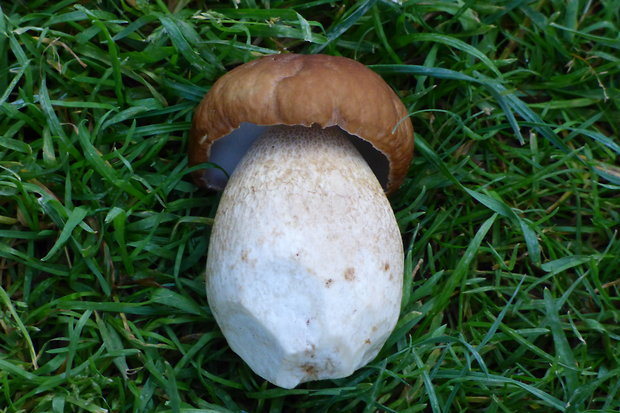 hríb dubový Boletus reticulatus Schaeff.