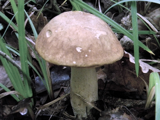 hríb dubový Boletus reticulatus Schaeff.