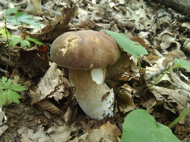 hríb dubový Boletus reticulatus Schaeff.