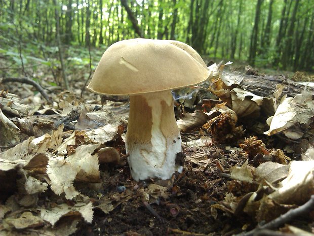 hríb dubový Boletus reticulatus Schaeff.