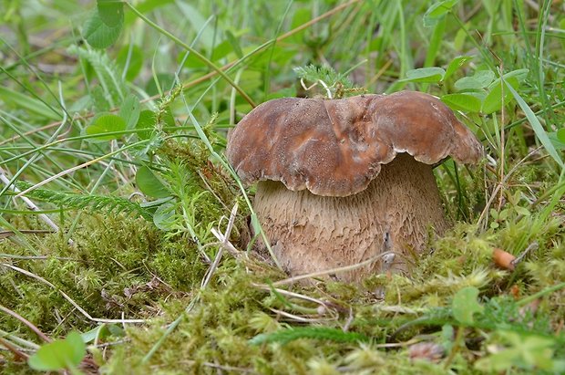 hríb dubový Boletus reticulatus Schaeff.