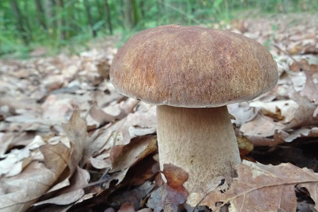 hríb dubový Boletus reticulatus Schaeff.