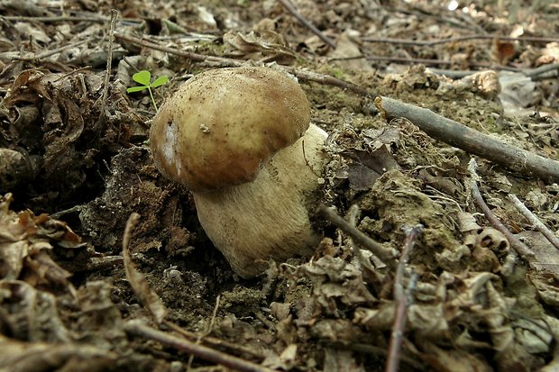 hríb dubový Boletus reticulatus Schaeff.