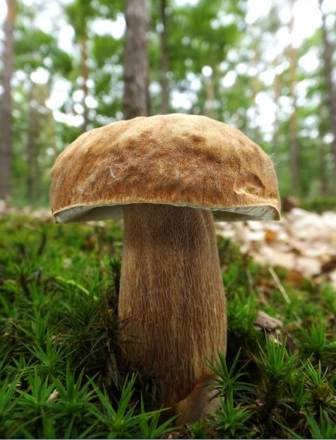 hríb dubový Boletus reticulatus Schaeff.