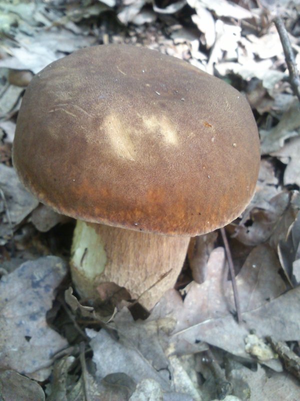 hríb dubový Boletus reticulatus Schaeff.