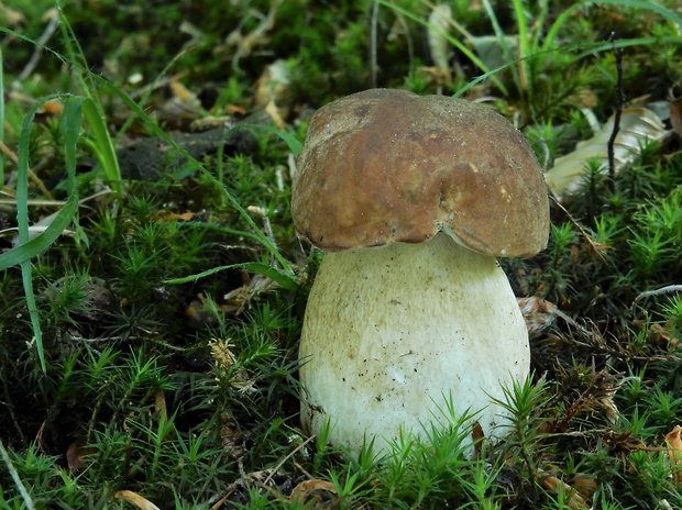 hríb dubový Boletus reticulatus Schaeff.