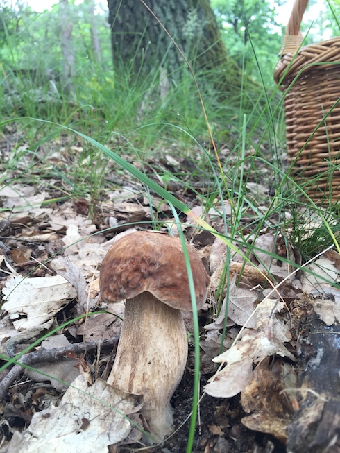 hríb Boletus speciosus