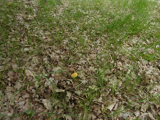 suchohríb plstnatý žltý Boletus subtomentosus var.luteolus Šutara