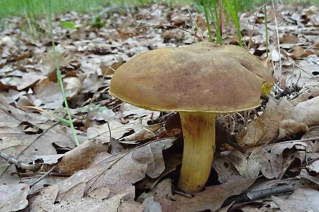 suchohríb plstnatý Boletus subtomentosus L.