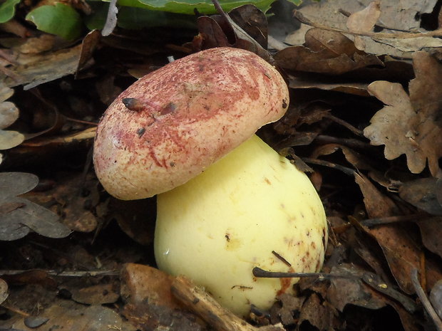 hríb kráľovský Butyriboletus regius (Krombh.) D. Arora & J.L. Frank