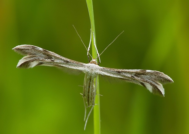 pierkavec pichliačový Calyciphora nephelodactyla