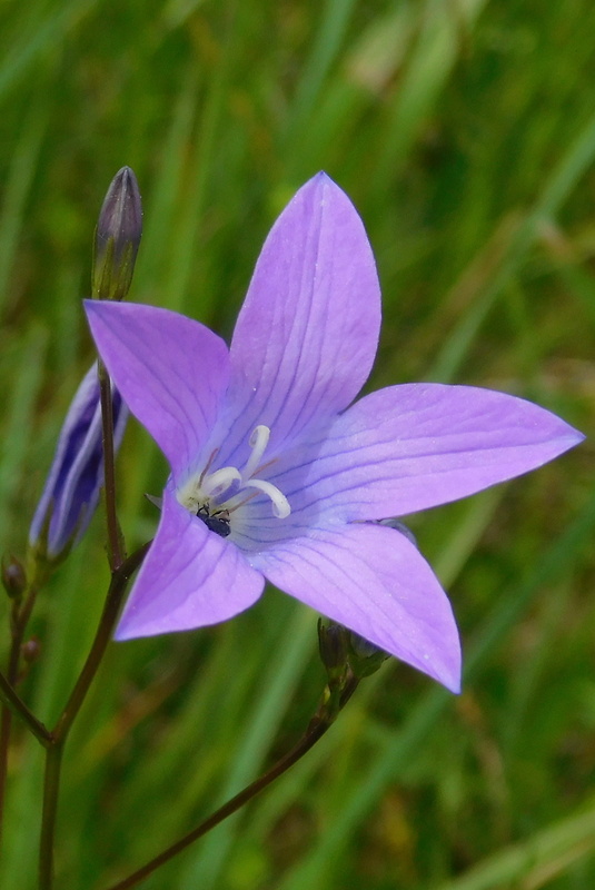 zvonček konáristý Campanula patula L.