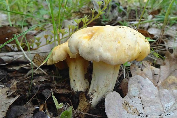 kuriatko jedlé Cantharellus cibarius Fr.