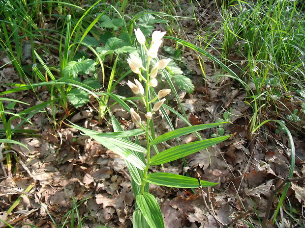 prilbovka dlholistá Cephalanthera longifolia (L.) Fritsch