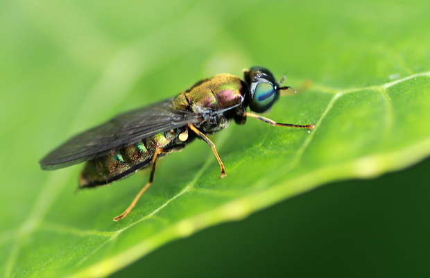 bránivka  Chloromyia speciosa