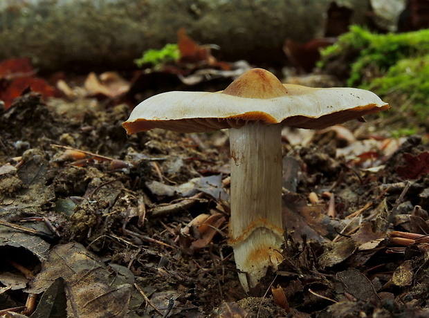 pavučinovec zemitý Cortinarius hinnuleus Fr.