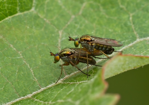 dlhonôžka Hercostomus chrysozygos